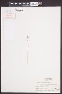 Malaxis spicata image