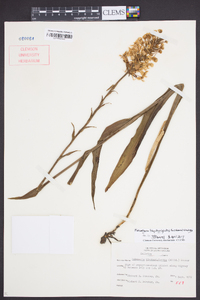 Platanthera blephariglottis image