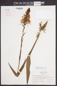 Platanthera ciliaris image