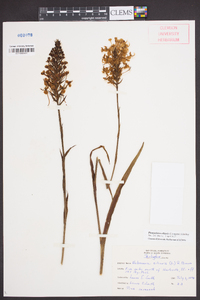 Platanthera ciliaris image