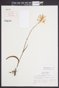 Platanthera ciliaris image