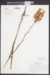 Platanthera ciliaris image