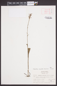 Platanthera clavellata image