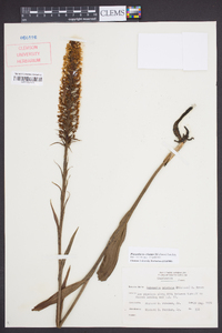 Platanthera cristata image