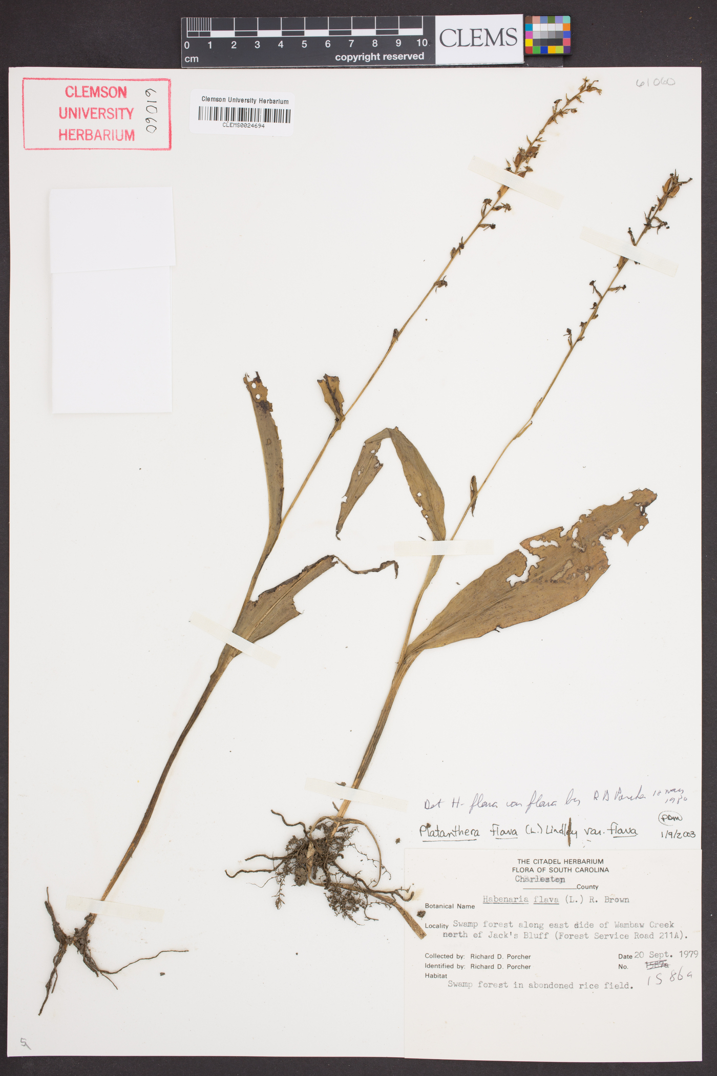 Platanthera flava var. flava image