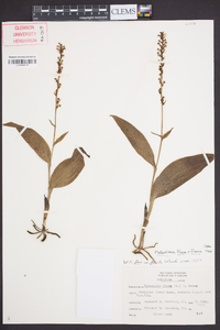 Platanthera flava image