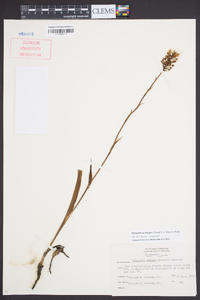 Platanthera integra image