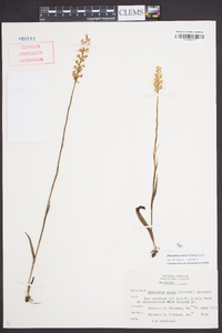 Platanthera nivea image