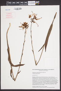 Platanthera integrilabia image