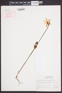 Pogonia ophioglossoides image