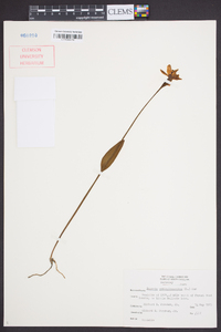 Pogonia ophioglossoides image