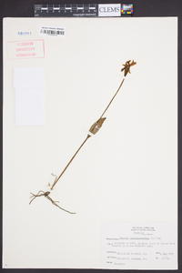 Pogonia ophioglossoides image