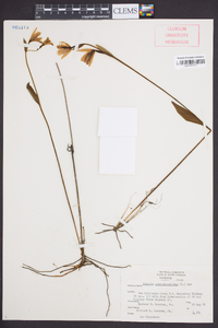 Pogonia ophioglossoides image