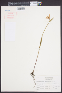 Pogonia ophioglossoides image