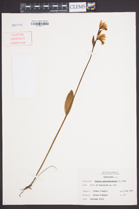 Pogonia ophioglossoides image