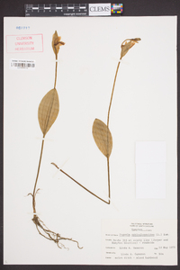 Pogonia ophioglossoides image