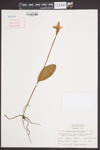 Pogonia ophioglossoides image