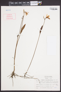 Pogonia ophioglossoides image