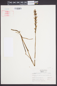 Spiranthes sylvatica image