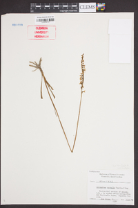 Spiranthes vernalis image