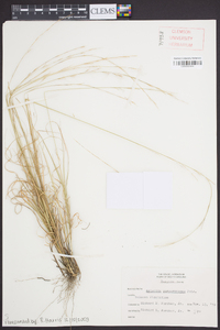 Aristida purpurascens image