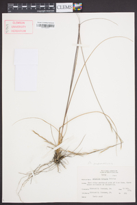 Aristida purpurascens image