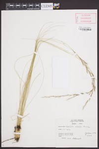 Aristida stricta image