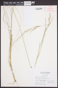 Aristida virgata image