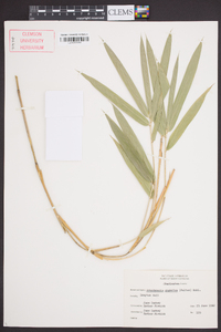 Arundinaria gigantea image
