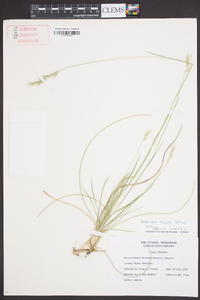 Danthonia sericea image