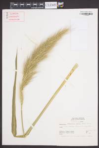 Echinochloa walteri image