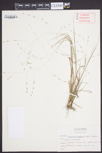 Eragrostis refracta image