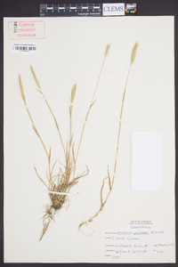 Hordeum pusillum image