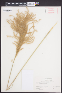 Miscanthus sinensis image