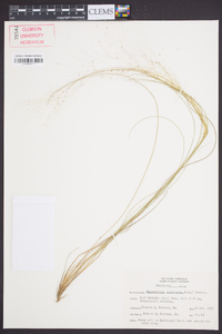 Muhlenbergia capillaris image