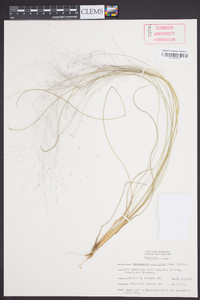 Muhlenbergia capillaris image