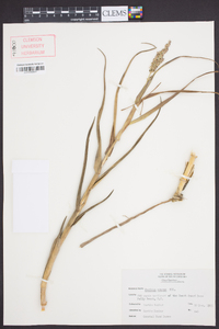 Panicum amarum image