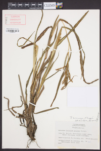 Paspalum boscianum image