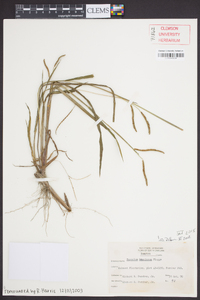 Paspalum boscianum image