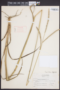 Paspalum floridanum image