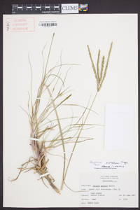 Paspalum notatum image