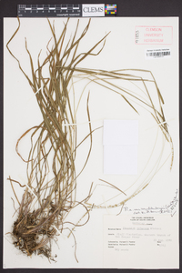 Paspalum setaceum var. muhlenbergii image