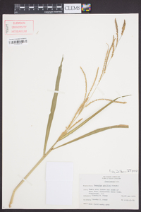 Paspalum urvillei image