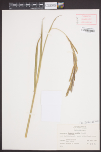 Paspalum urvillei image