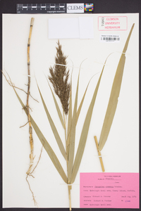 Phragmites australis image