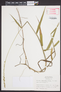 Sacciolepis striata image