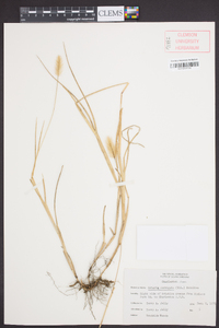 Setaria corrugata image