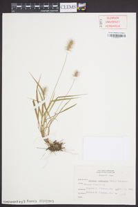 Setaria corrugata image