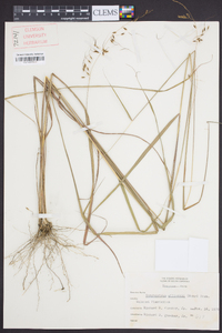 Sorghastrum elliottii image