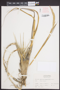 Spartina alterniflora image